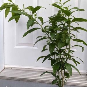 Night blooming jasmine plant